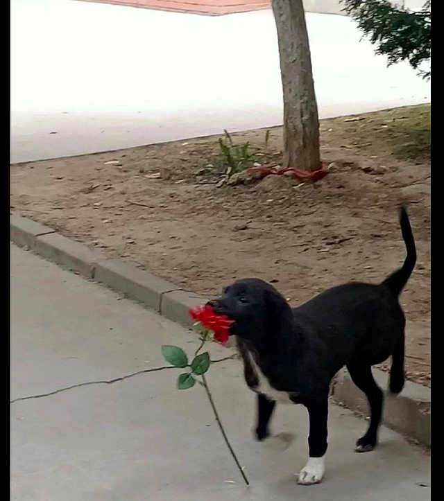 狗狗从路边采了一朵花，然后送给了自己的对象，也太浪漫了吧！ - 1