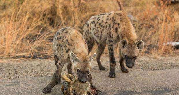 同样是食肉动物，为什么狮子杀死鬣狗不吃，鬣狗却恰恰相反？ - 1