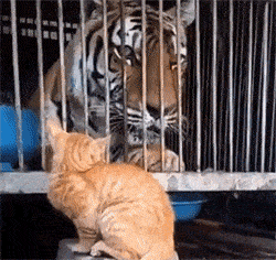 小猫和老虎相遇，小猫突然一爪，把老虎吓得一激灵！ - 1