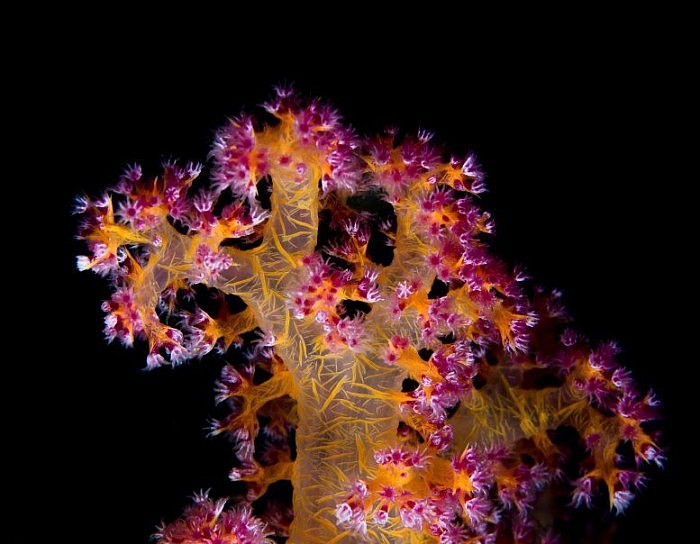 研究人员正探索利用益生菌促进珊瑚白化后的存活率 - 1