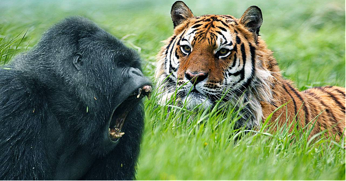 银背大猩猩VS老虎，谁更胜一筹？网友：没有对比就没有伤害 - 1