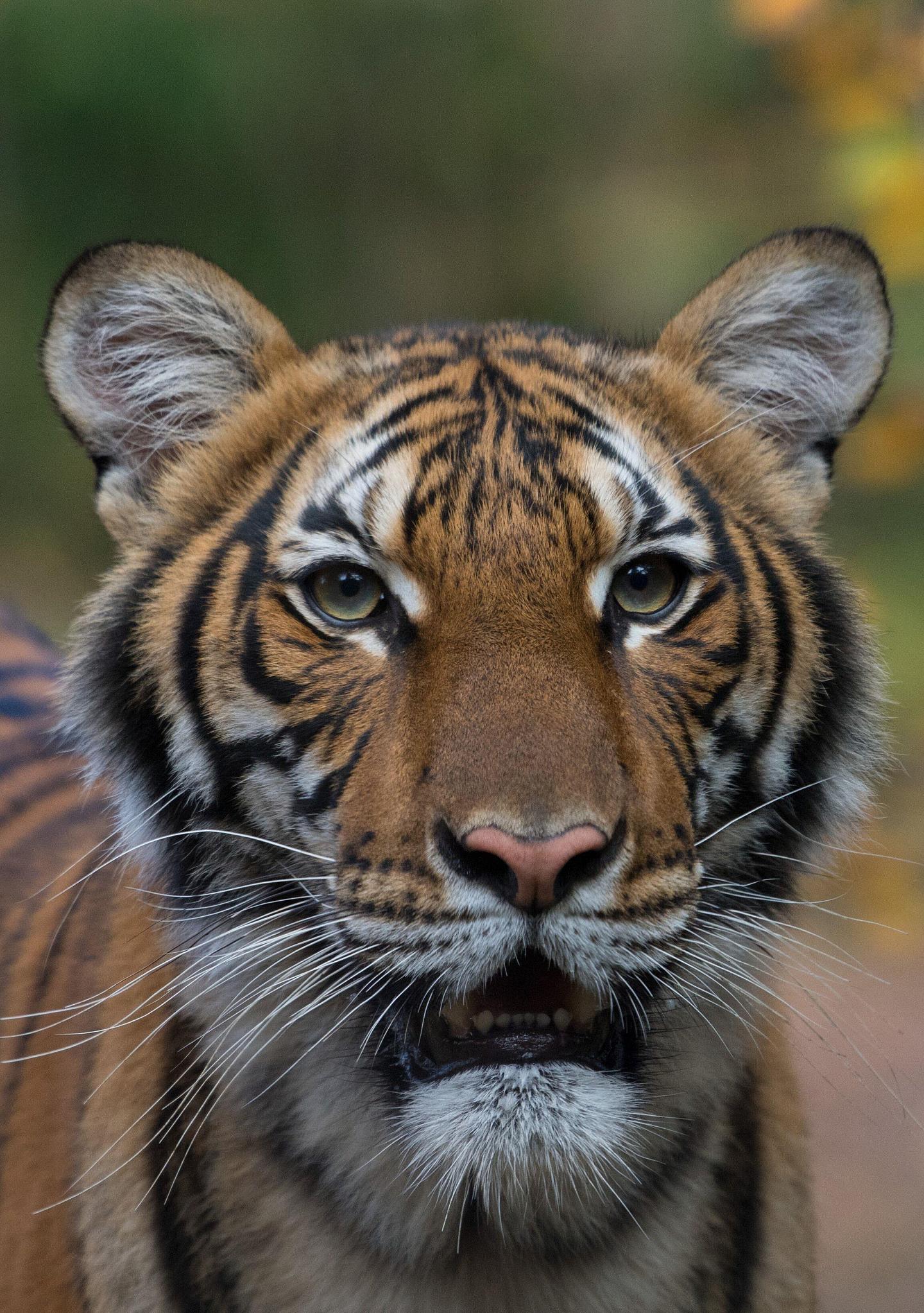 纽约动物园老虎出现呼吸道症状，新型冠状病毒检测呈阳性 - 1
