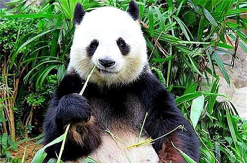 别说彩照，这只熊猫连黑白照都拍不了，但如今已换了一身“金装” - 11