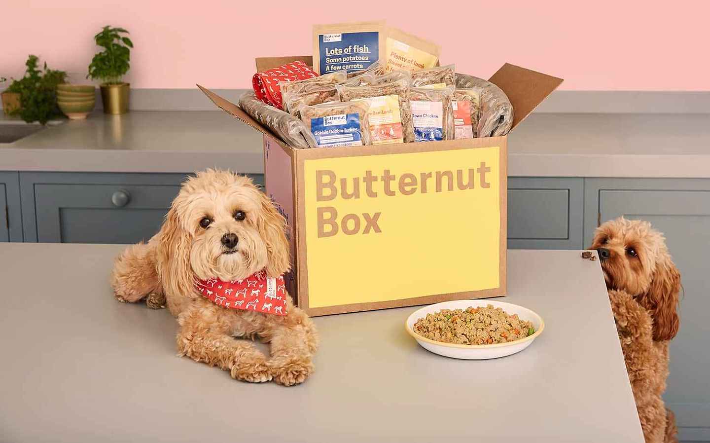 国外创投新闻 | DTC品牌「Butternut Box」获5540万美元融资，主打问卷定制宠物鲜粮 - 1