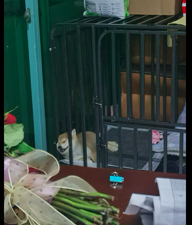 狗狗玩累了，靠在铁笼子旁就睡着了，怎么看起来傻乎乎的呢！ - 2