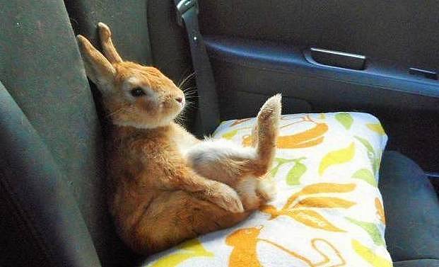 兔兔踩枕头看风景，无奈脖子不争气，兔脸委屈的瘫车里萌炸了 - 3