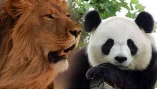 狮子与老虎为何宁愿饿死，也不敢去碰熊猫？看看熊猫在上古时叫啥 - 2