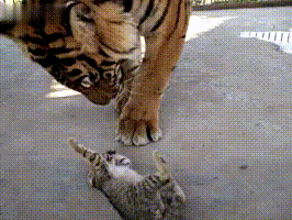 饲养员往虎园里放了只猫，想让老虎兴奋起来，再去看时：好温馨 - 2
