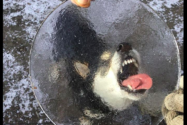 网友拿了一块冰，狗狗直接张嘴上去舔，好怕它的舌头会被粘上呀！ - 1