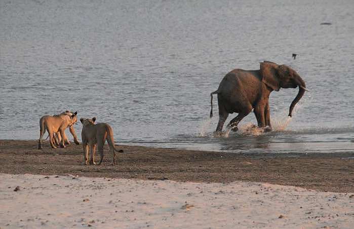 大象遇上狮群, 狮子飞身扑咬, 大象却淡定去河边喝水 - 5