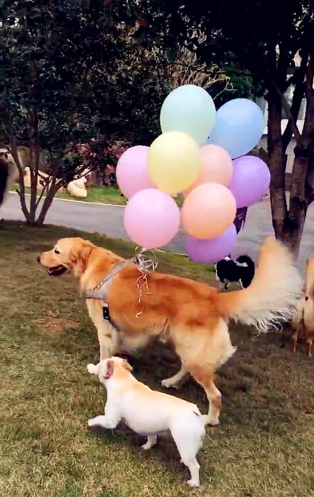 金毛给小法斗过生日，带了一堆气球，是要把小伙伴送上天吗？ - 3