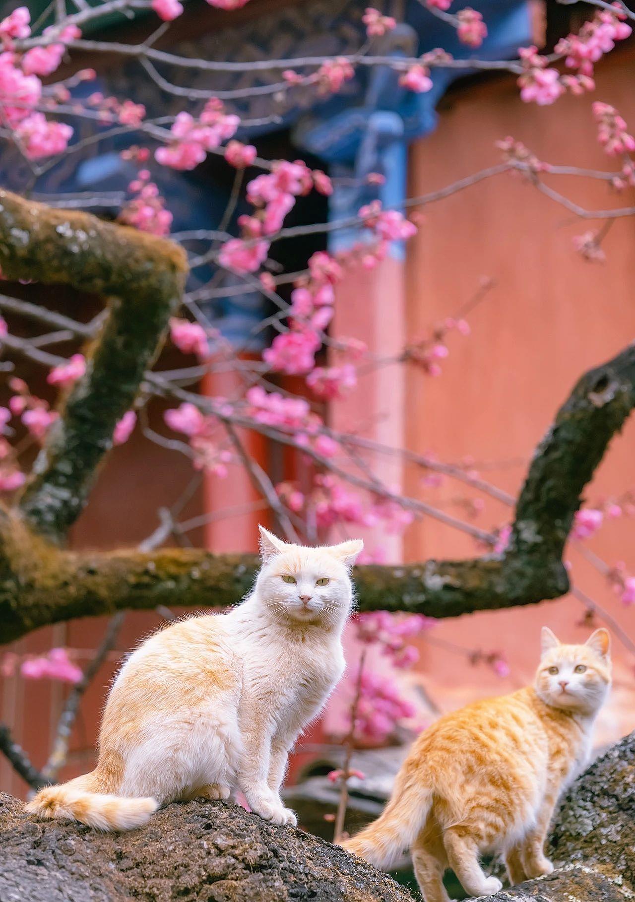 320年的古樱花树上，长了母子两橘猫，又美又仙 - 7