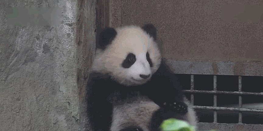熊猫团子躲在门边等下班，困得直打哈欠，网友：像下班前的我！ - 4