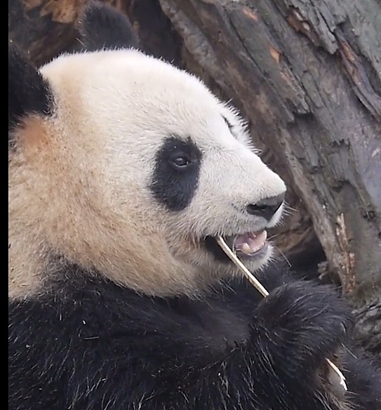 到动物园看熊猫，还能看到铁头功表演，网友却有话说！ - 6