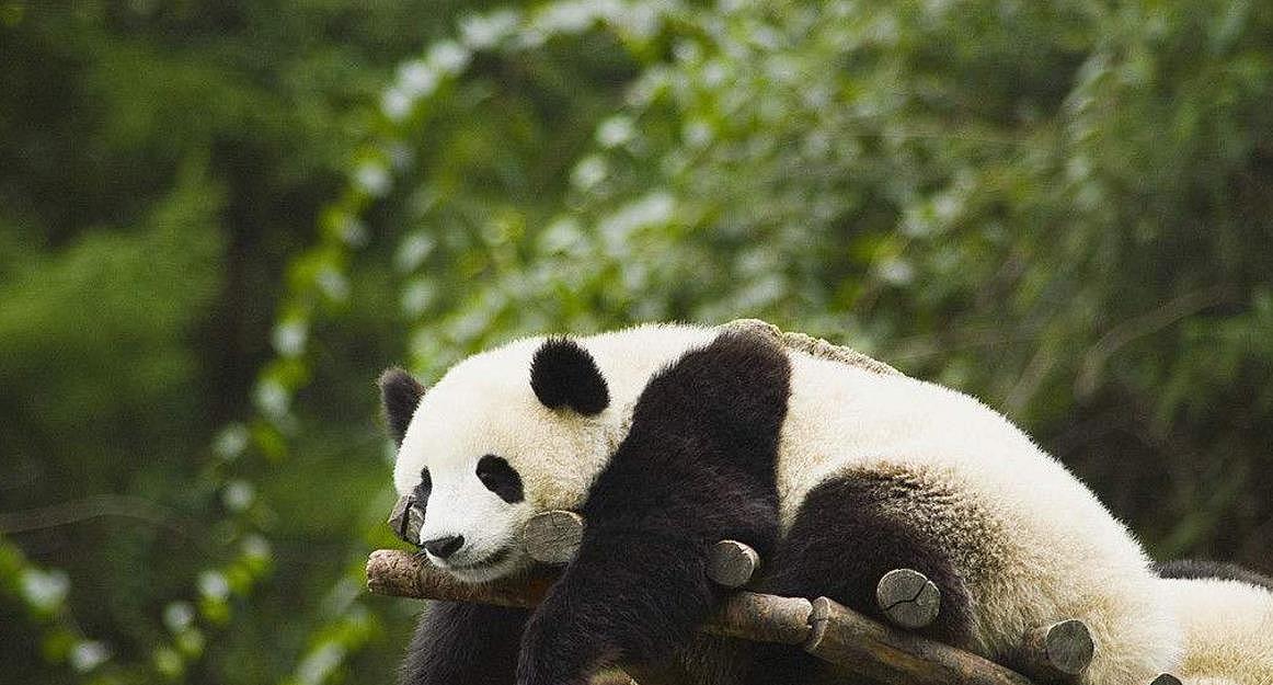 熊猫的祖先有多厉害？被称作食铁兽，连老虎和狮子都不敢惹 - 5