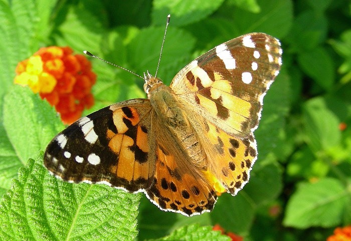 1599px-Painted_Lady_butterfly_(Vanessa_cardui)_(16798703485).jpg