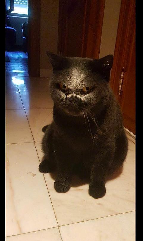 黑猫把脸伸进面粉袋里，脸瞬间变成白色，猫：我把自己弄明显点！ - 1