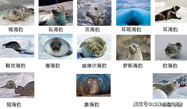 如何区分海狗、海狮、海豹？它们有何区别？ - 6