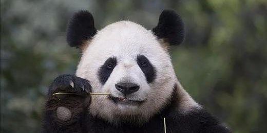 别说彩照，这只熊猫连黑白照都拍不了，但如今已换了一身“金装” - 10