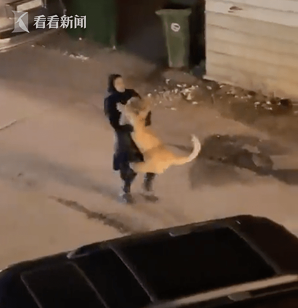 科威特街头惊现狮子，女子霸气直接抱回：我家养的宠物！ - 2