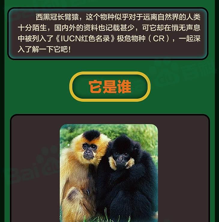 数量比野生大熊猫还稀少，云南启动西黑冠长臂猿种群数量调查 - 4