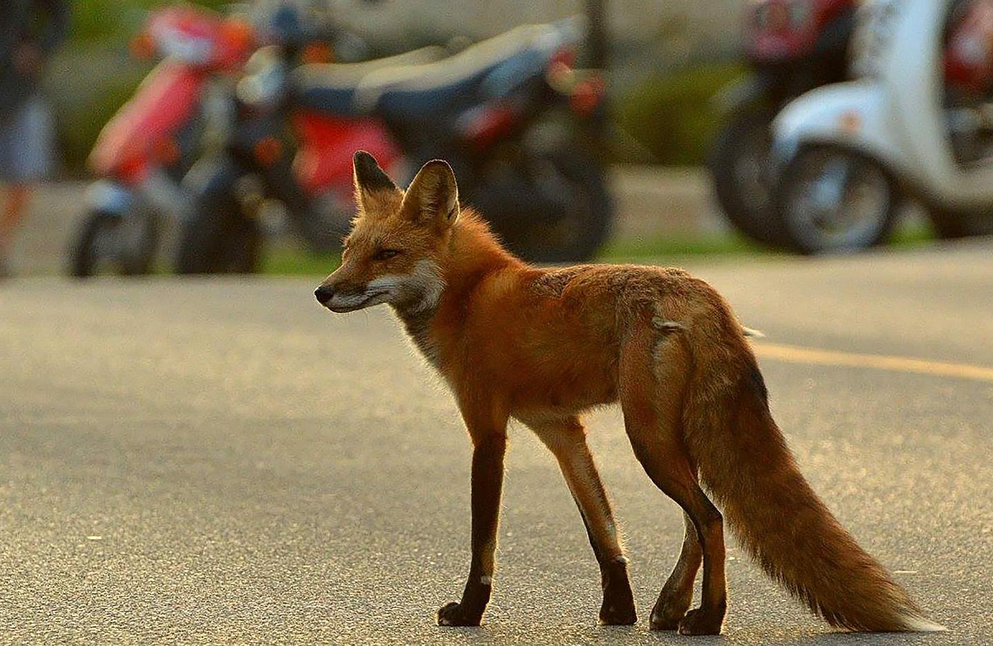 欧洲疫情再不解除，那里的狐狸开始适应城市环境，都快进化成狗了 - 6