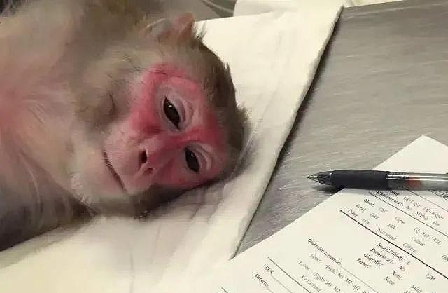 马斯克脑机公司被控诉虐猴：反复感染、癫痫发作、残害致死 - 3