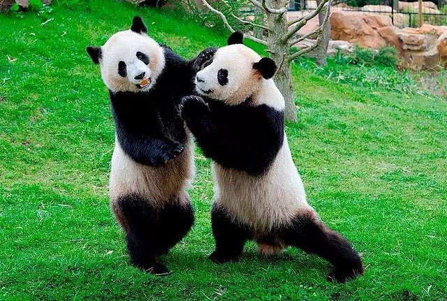 两只熊猫在玻璃外打架，可把另外一只熊猫给急坏了：看着脑壳疼！ - 1