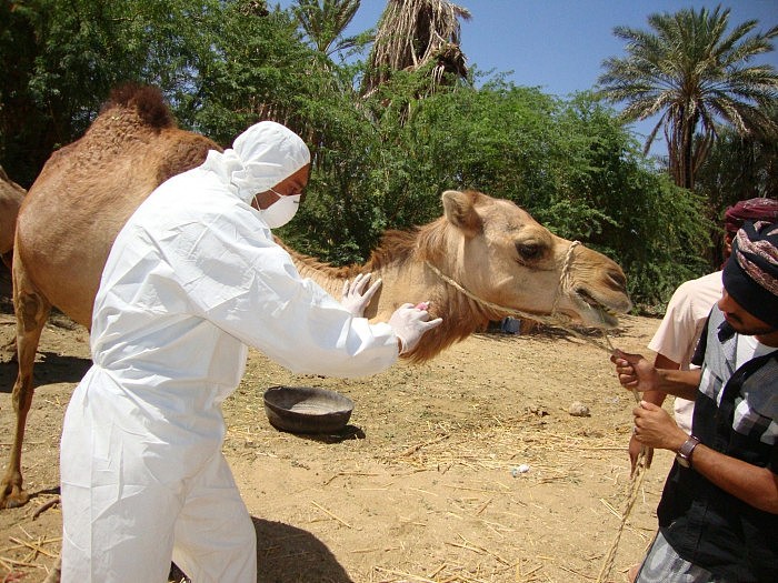 3Camels-Infected-With-Middle-East-Respiratory-Syndrome-Coronavirus-2048x1536.jpg
