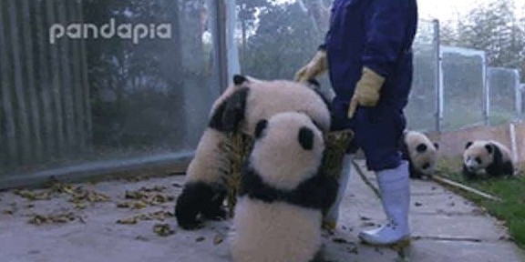 熊猫看到奶妈搞卫生，疯狂聚集过来，网友：场面一度非常混乱！ - 9