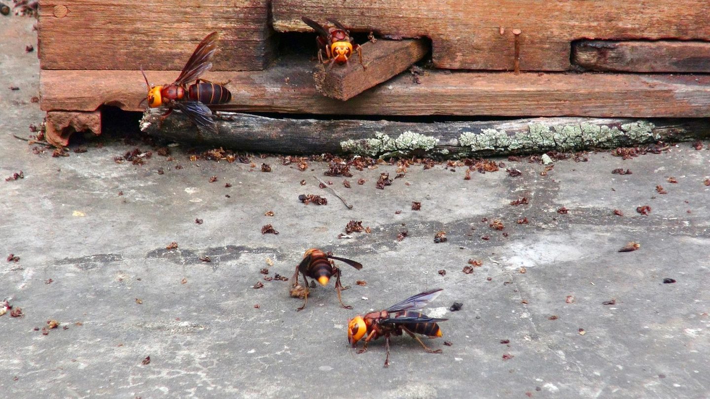 研究：性信息素可能是阻止“杀人大黄蜂”入侵北美地区的关键 - 1