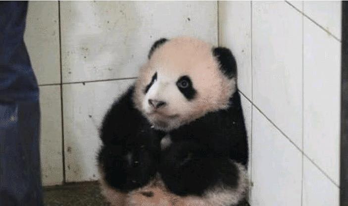 小熊猫调皮捣蛋, 保洁员说了它两句就躲到墙角, 可怜的模样惹人爱 - 2