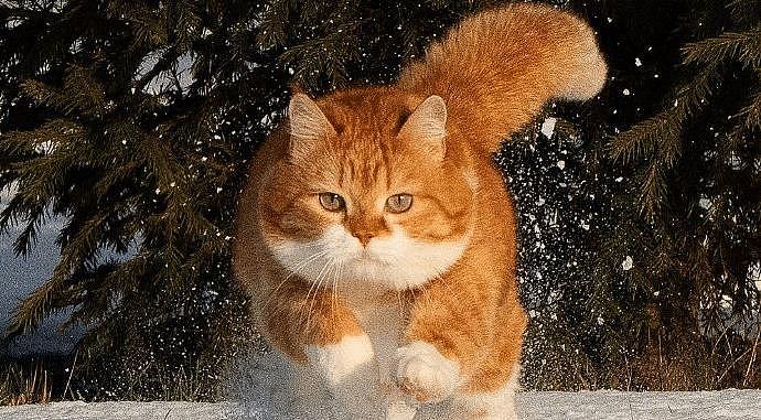 一只平平无奇的橘猫，身上竟藏着7个“世界之最”，你不知道吧！ - 10