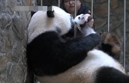用盆盆奶换熊猫幼崽，网友表示很简单，梅奶妈：你来试试？ - 3