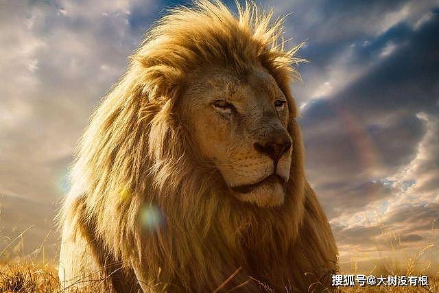 狮子如此强大，为何还要选择群居？狮王表示：独自生活太艰难 - 1