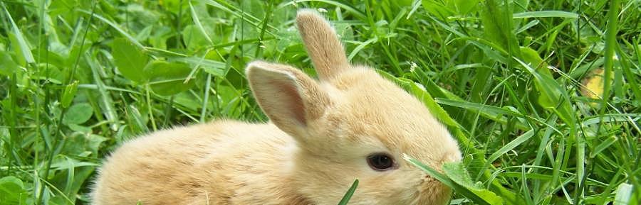 兔子吃了打了除草剂的草会不会危及生命？ - 1
