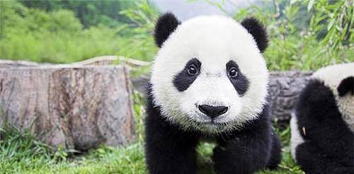 85年前，那个2次将熊猫从中国偷走的美国女人露丝，最后结局悲惨 - 1