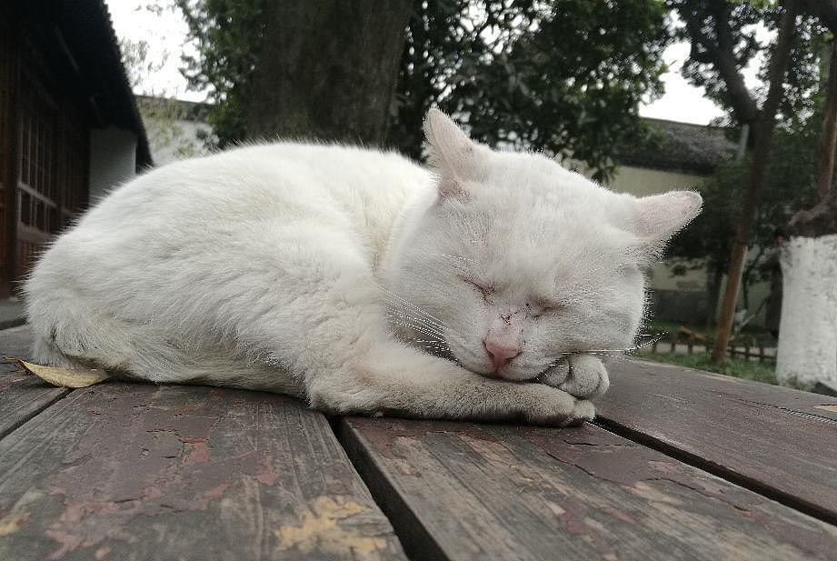 总统府里的小猫，悠闲地享受着冬日的阳光 - 3