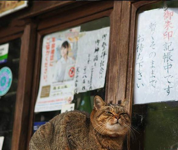 狸花猫太胖被卡水沟，橘猫看到后呼朋唤友前来嘲笑：它也有今天！ - 4