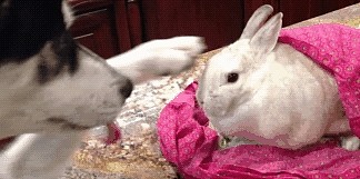 网友送了只兔子给哈士奇，却被当成了“美食”，养肥点再吃吧 - 5