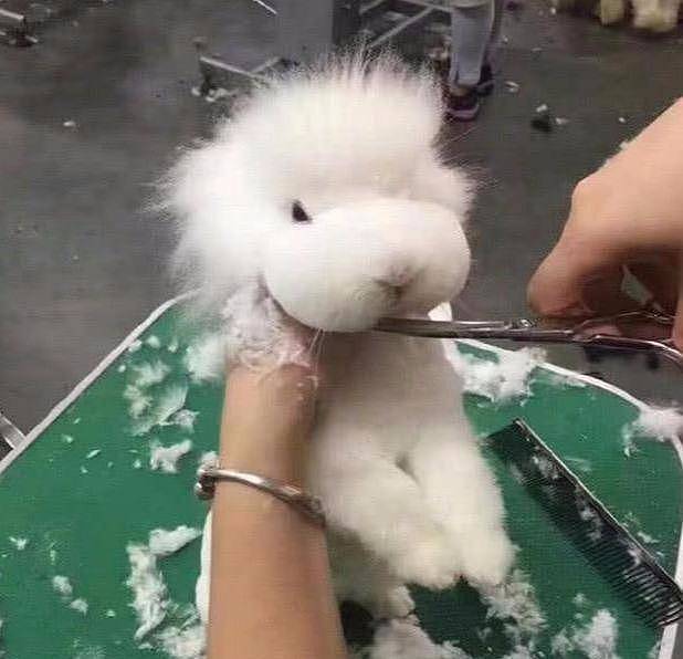 女孩带着兔子去修毛，剪到一半觉得哪里不对劲：怎么是“小羊羔” - 1