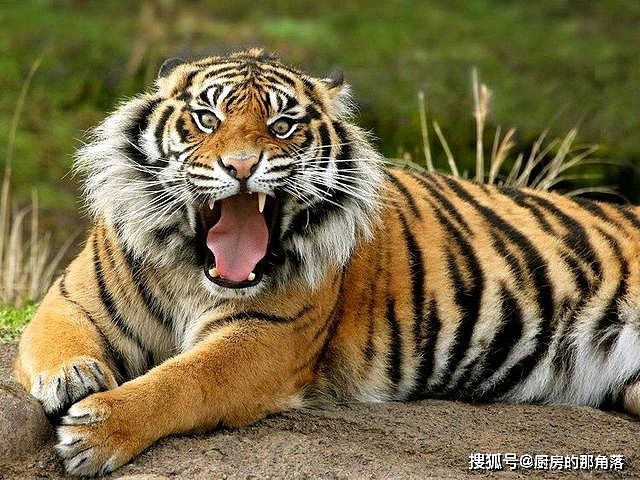中国境内生活过的七种老虎，祖先都是中华古猫，华北虎最可惜 - 4
