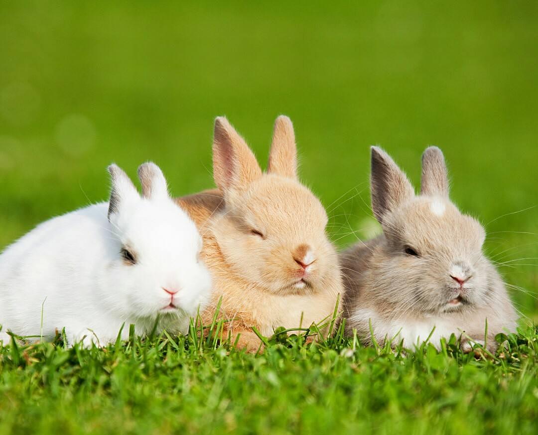主人给兔子换食，蠢兔子以为没得吃，嘴里含着一口草吃兔粮好委屈 - 1