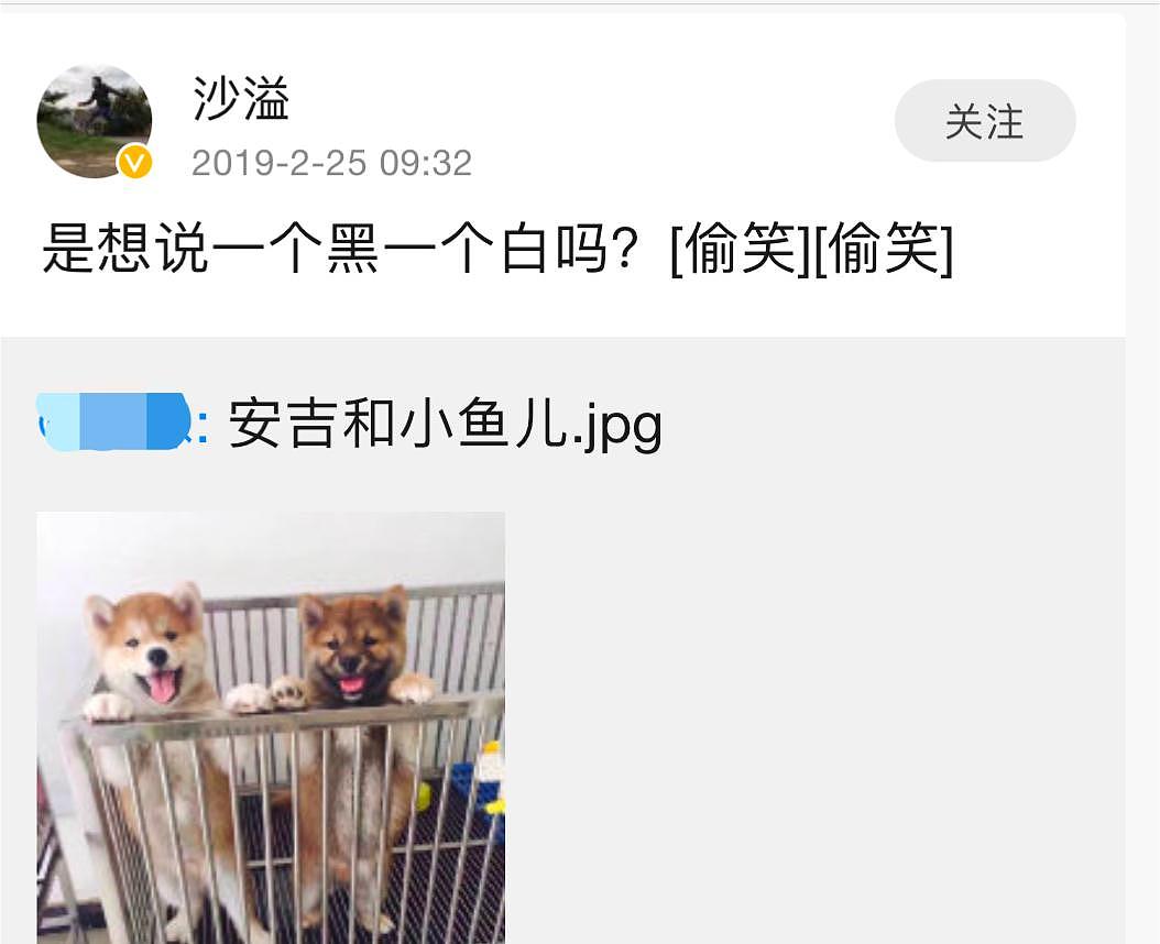 网友发布狗狗图片，称其为小鱼儿和安吉，沙溢胡可实力“坑孩” - 3