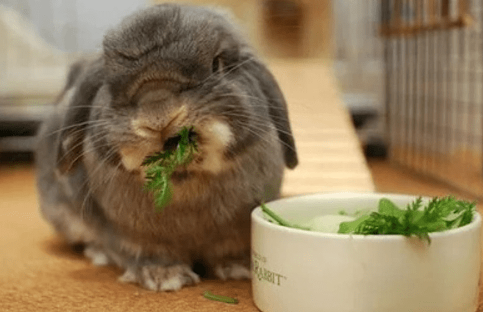 萌宠记：兔子不吃东西不拉粑粑 兔兔不吃东西也拉不出粑粑 - 2