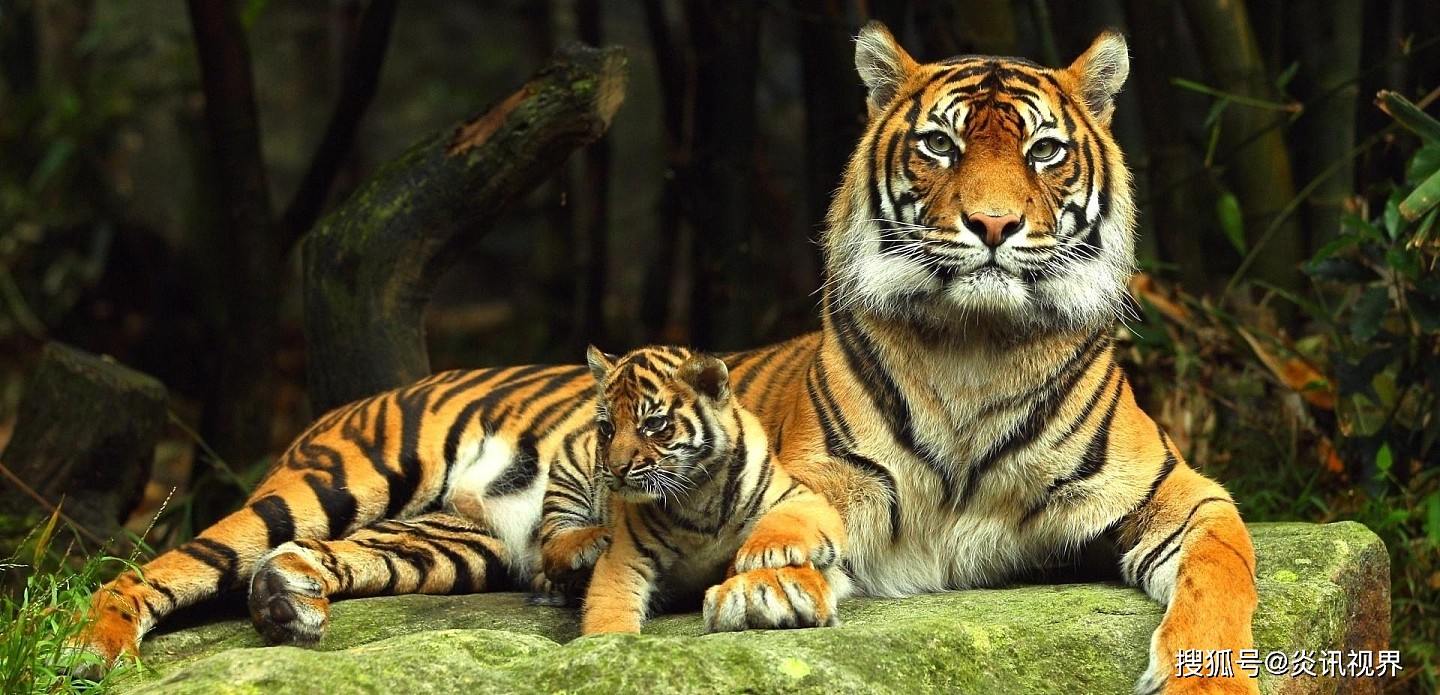 老虎的繁殖与交配：铁汉并没有柔情，冷门的知识又增加了 - 13