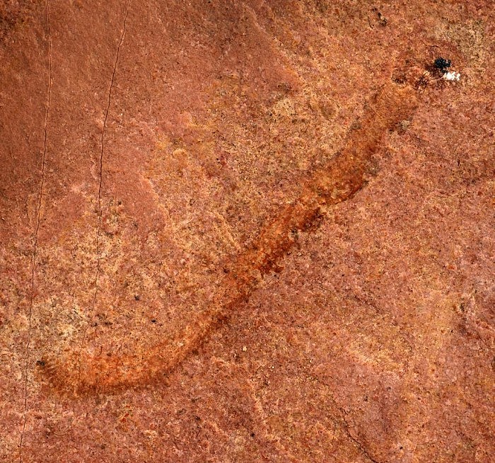 科学家在北美洲发现罕见、有 5 亿年历史的“类蠕虫”化石 - 1