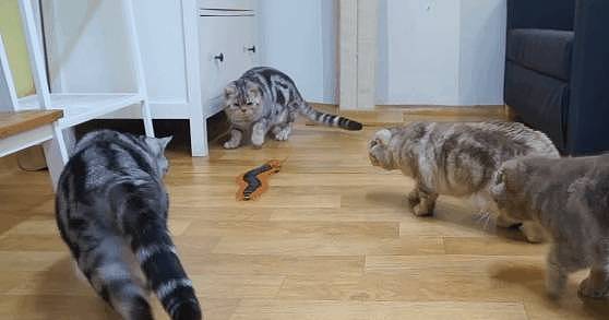 当猫咪见到“巨型玩具蜈蚣”的时候，喵星人：吃野味咯 - 5