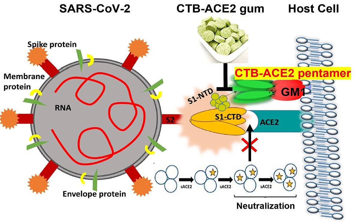 科学家研发出内含可 “捕获”SARS-CoV-2的蛋白质的口香糖 - 2