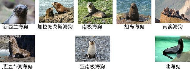如何区分海狗、海狮、海豹？它们有何区别？ - 4